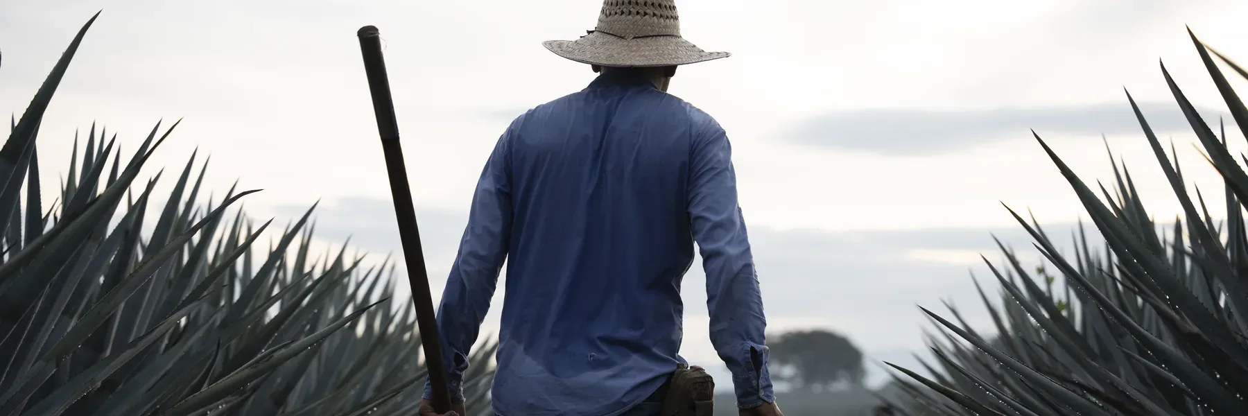 Jimador with a straw hat and coa walking between blue agaves across the field